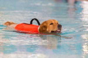 Dog Hydrotherapy in Goole