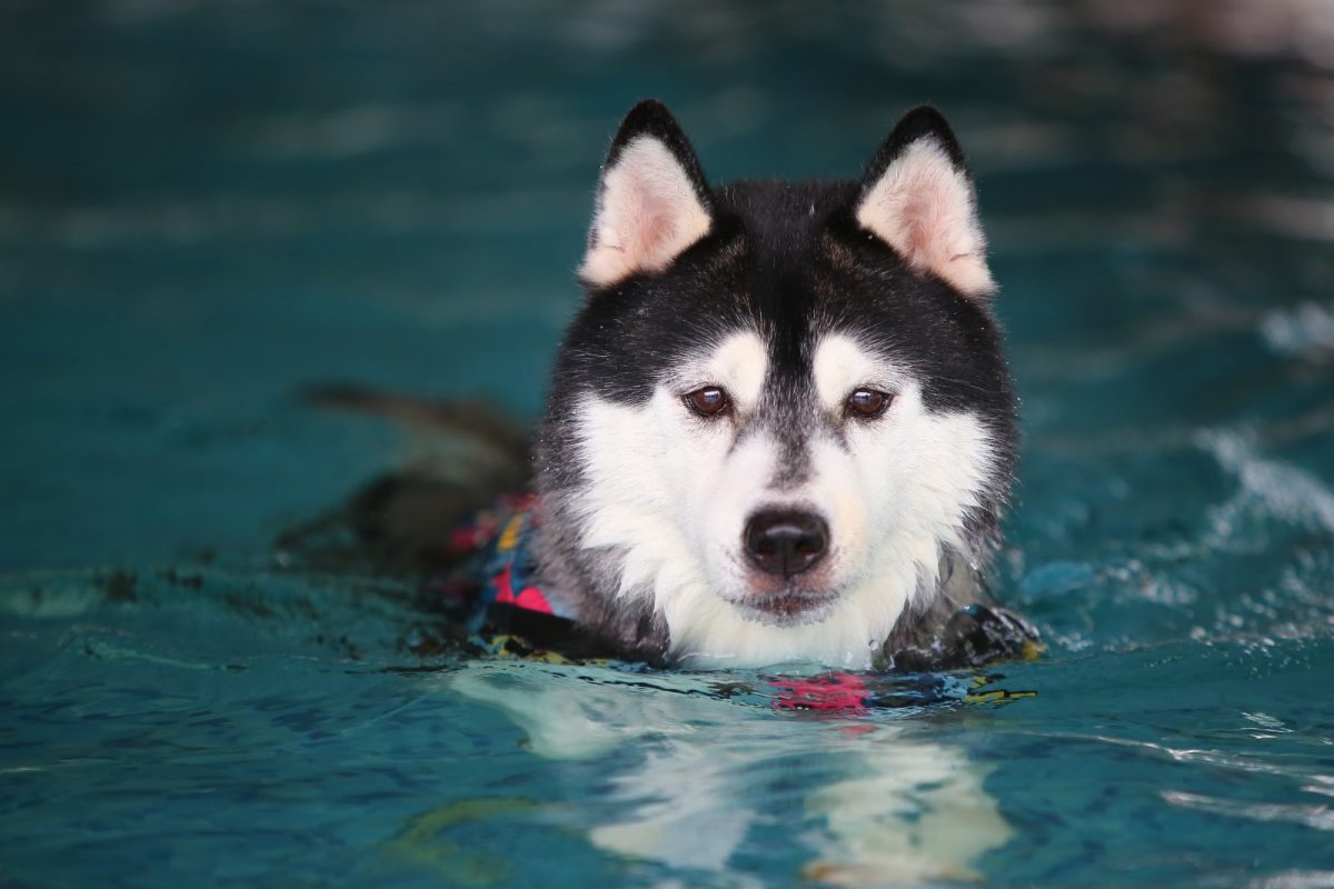 Canine Hydrotherapy and dog swimming Yorkshire