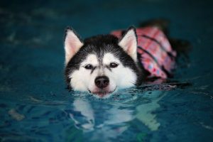 Dog Hydrotherapy Goole