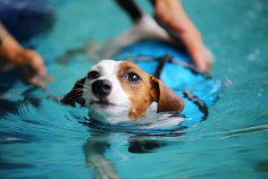 Canine Hydrotherapy Yorkshire Canine Therapy Centre
