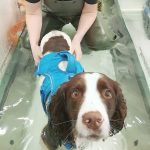 Dog Hydrotherapy Goole