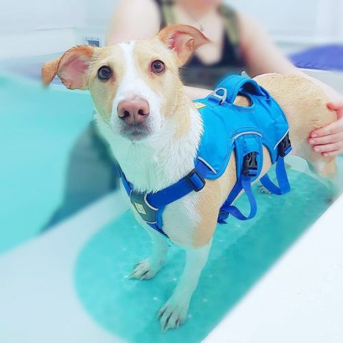 Canine Hydrotherapy Goole